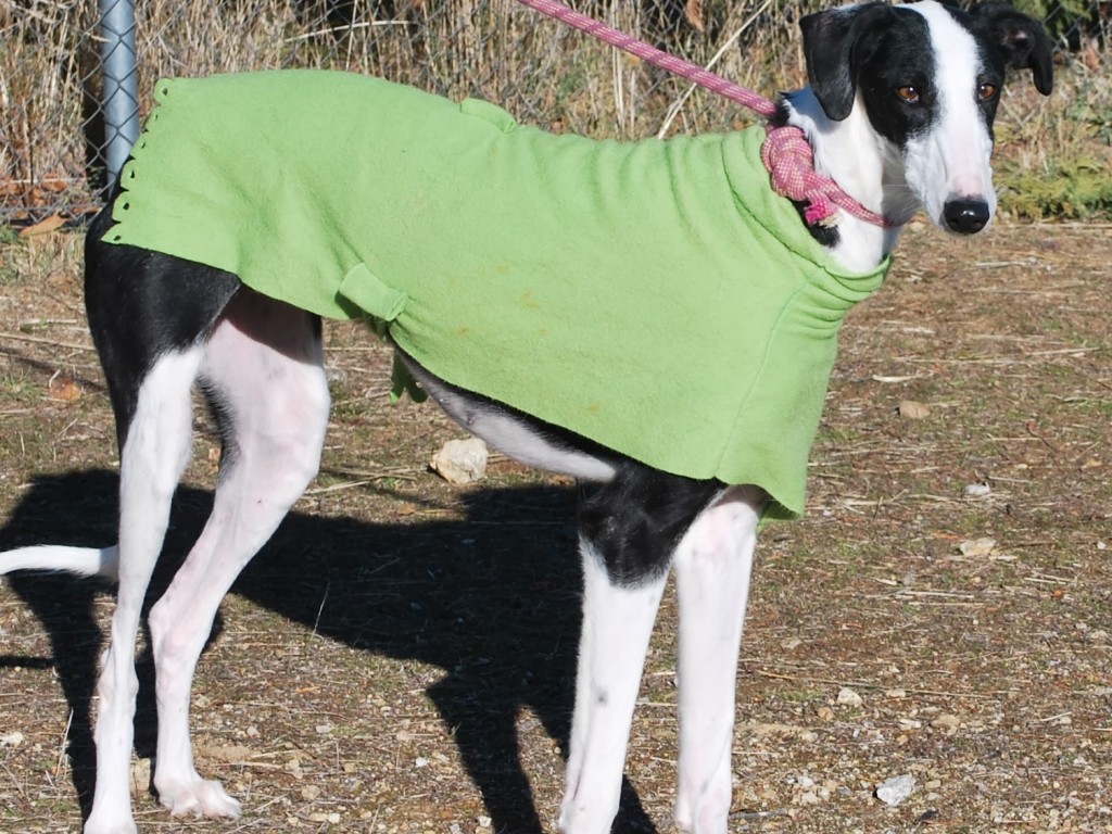 Pitufa galga à l'adoption Scooby France  Adoptée  2_1