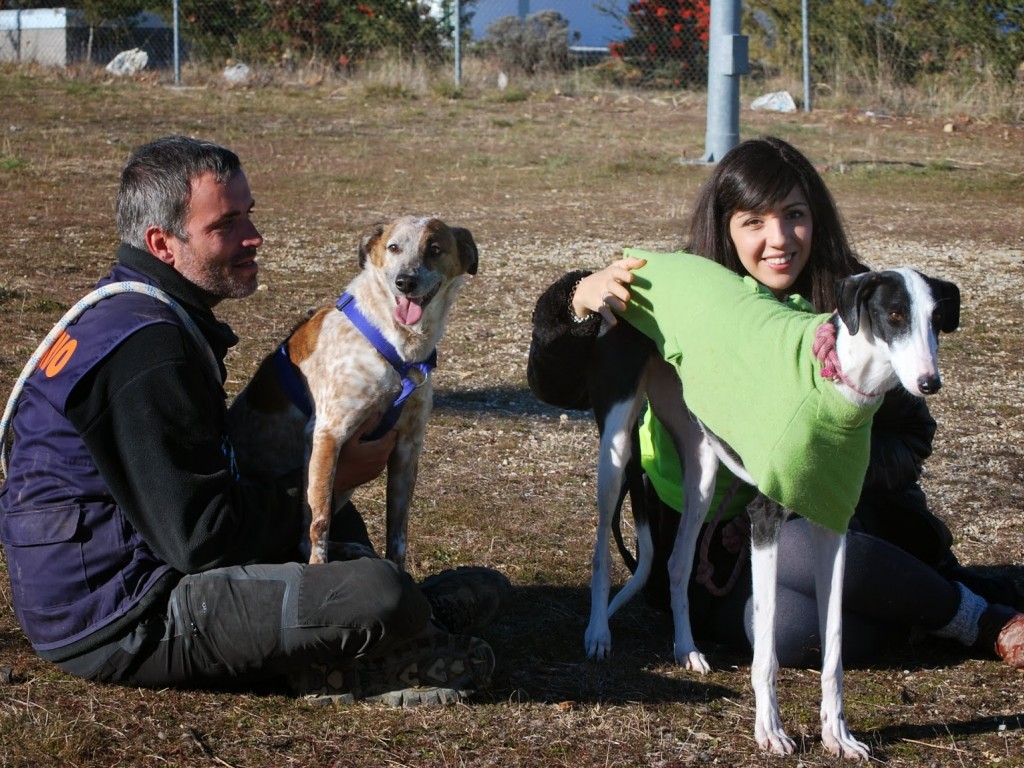 Pitufa galga à l'adoption Scooby France  Adoptée  5