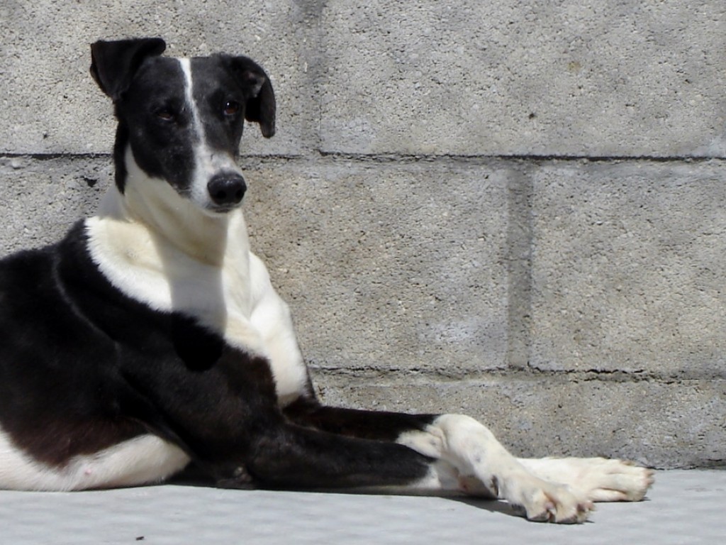 Galga à l'adoption Shakira  SOS LEVRIERS   Reservée pour adoption  DSC02969%20(922x692)