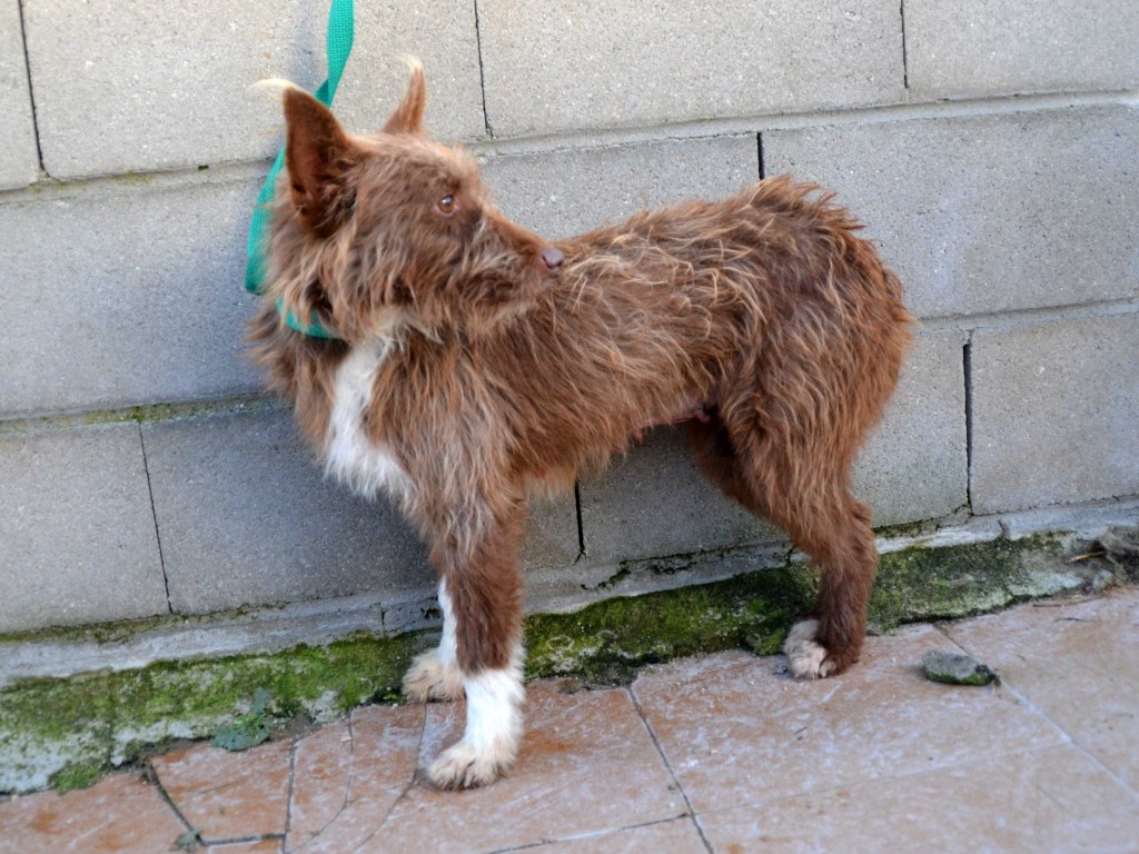 Flor – petite podenca poil dur Scooby France – Adoptée !  En fuite !!! DSC_0025_1