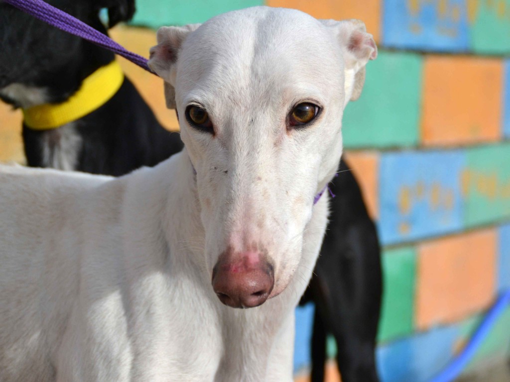 David galgos à l'adoption Scooby France ADOPTE DSC_0057