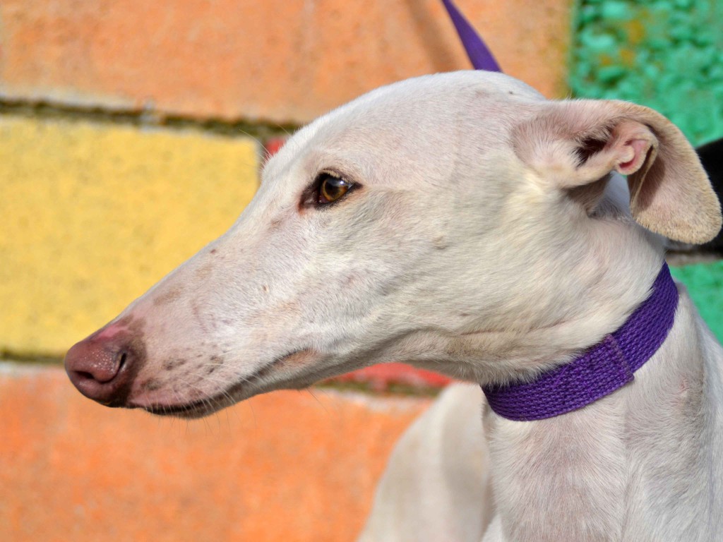 David galgos à l'adoption Scooby France ADOPTE DSC_0066_0