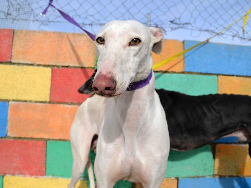 David galgos à l'adoption Scooby France ADOPTE DSC_0067