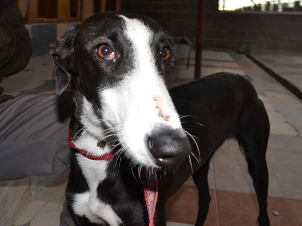 Grace galguita à l'adoption  ADOPTEE Scooby France Adoptée  DSC_0095