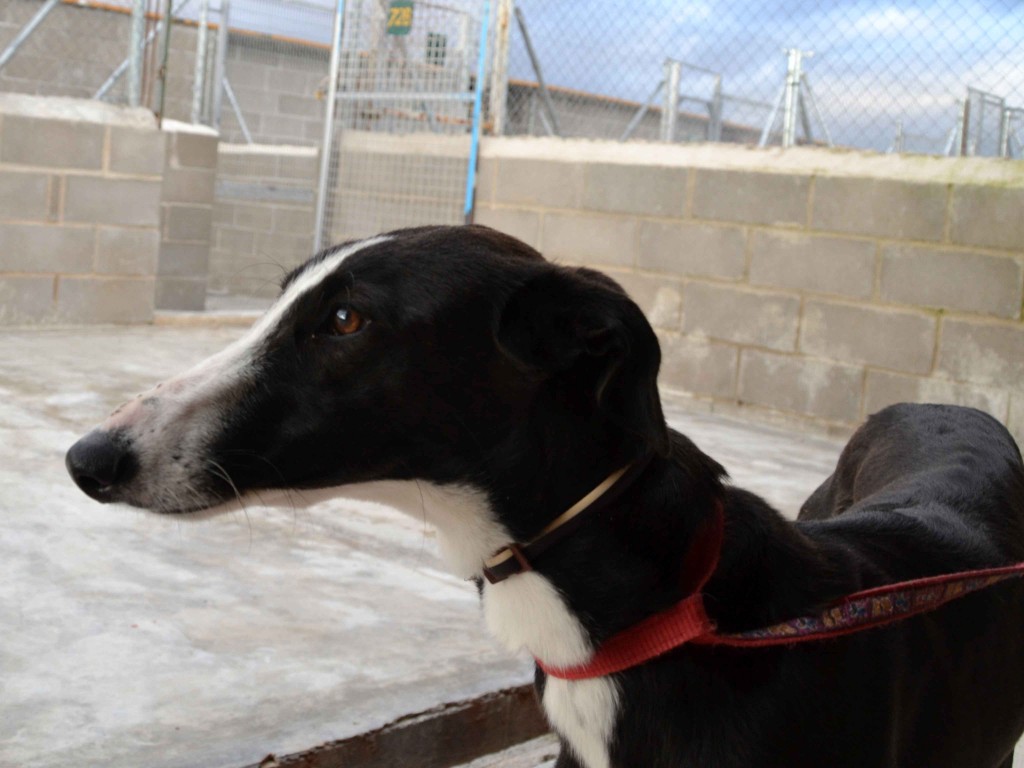 Grace galguita à l'adoption  ADOPTEE Scooby France Adoptée  DSC_0115