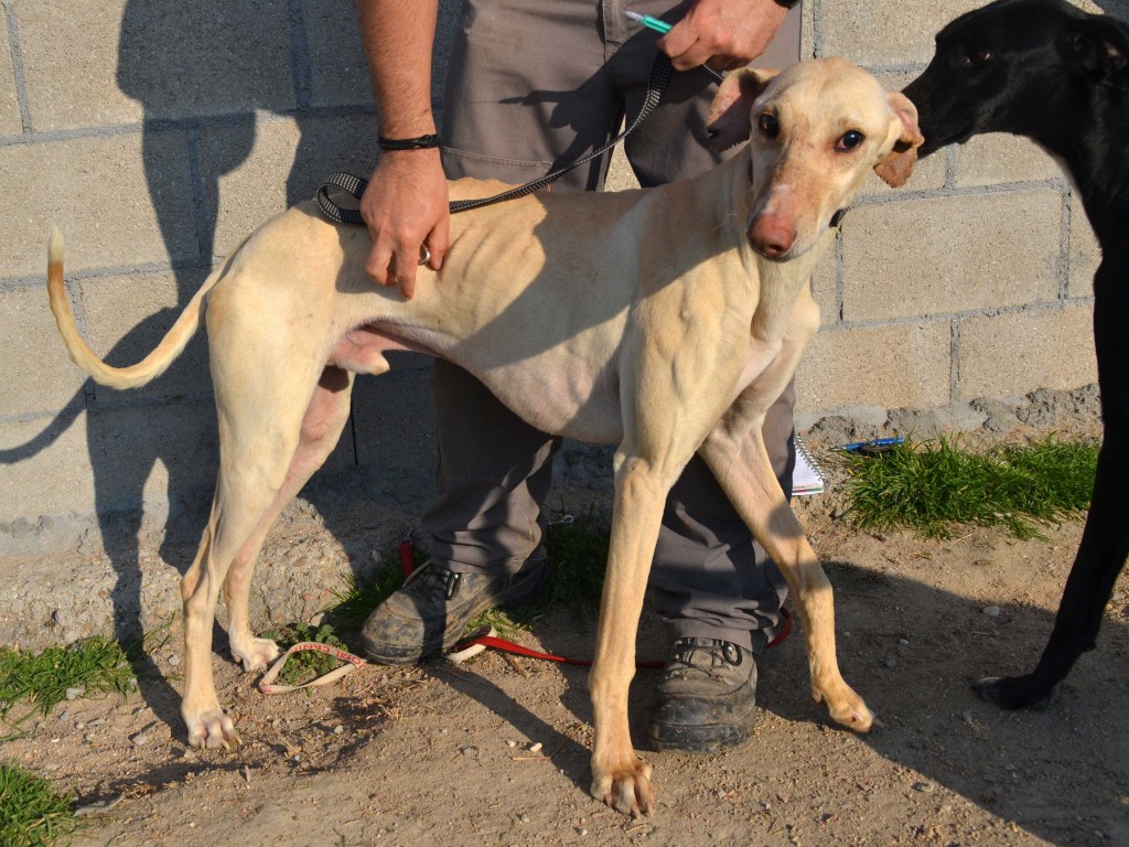 KIRO (galgo presque aveugle, SF) dans sa famille chez HAPPYDAY DSC_0121_0