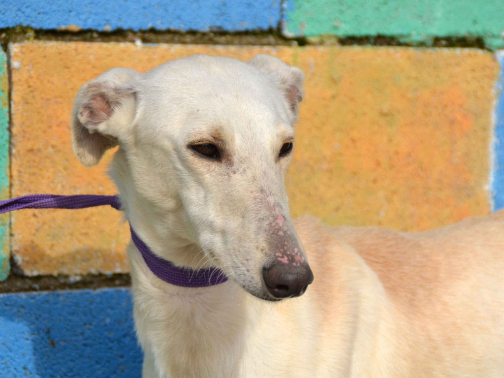 Julian galgos à l'adoption Adopté  DSC_0148