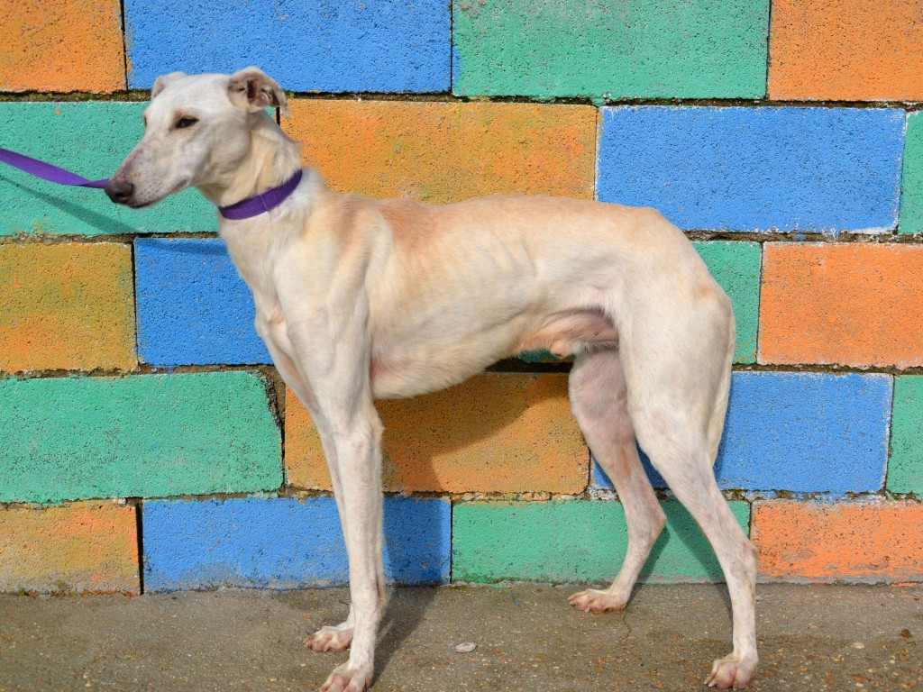 Julian galgos à l'adoption Adopté  DSC_0150