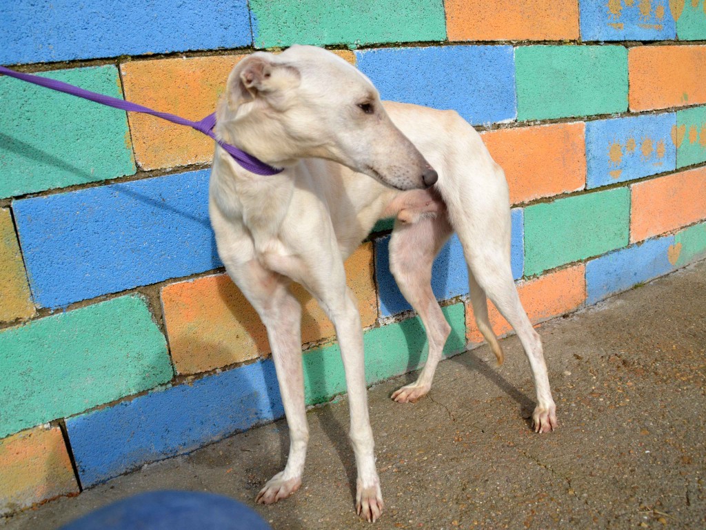 Julian galgos à l'adoption Adopté  DSC_0151