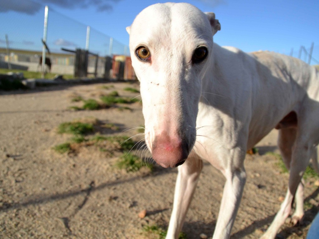 David galgos à l'adoption Scooby France ADOPTE DSC_0154_0