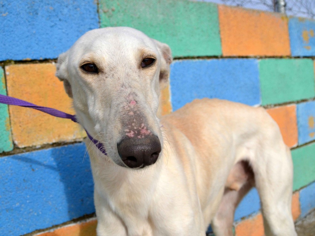 Julian galgos à l'adoption Adopté  DSC_0162_0