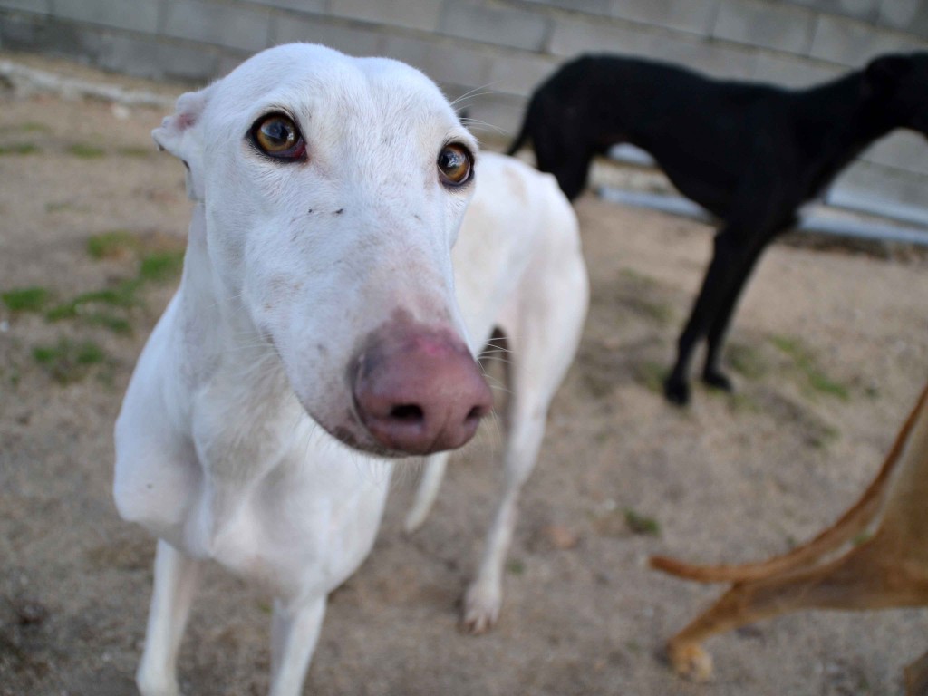 David galgos à l'adoption Scooby France ADOPTE DSC_0195