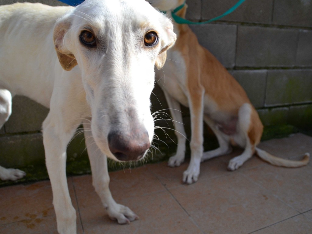 Milo galgo Scooby France – Adopté ! DSC_0223_1