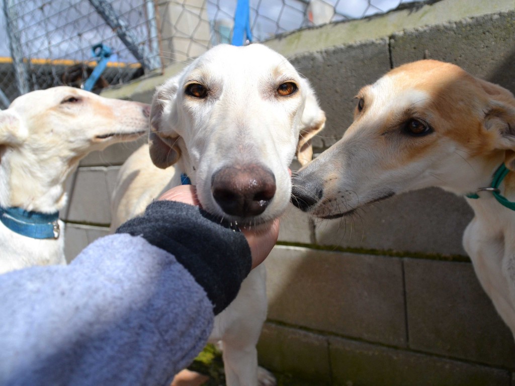 Milo galgo Scooby France – Adopté ! DSC_0225