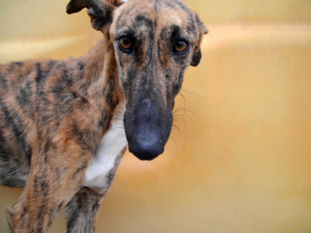 Mirra galga à l'adoption  Scooby France Adoptée  DSC_0389_0