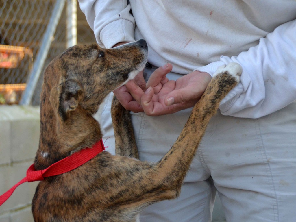 Whippet mix à l'adoption "Maria" Scooby France Adoptée DSC_0490