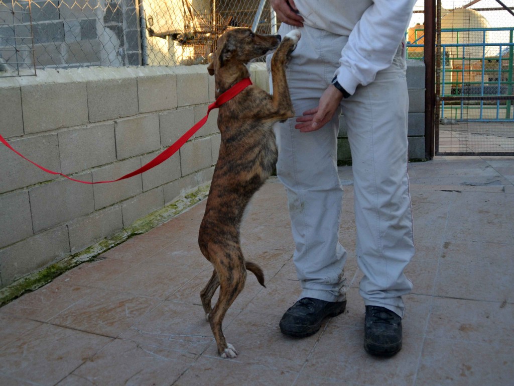 Whippet mix à l'adoption "Maria" Scooby France Adoptée DSC_0493