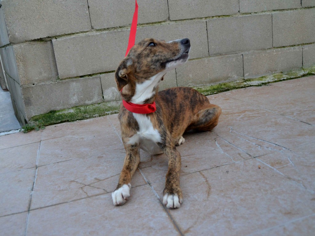 Whippet mix à l'adoption "Maria" Scooby France Adoptée DSC_0509