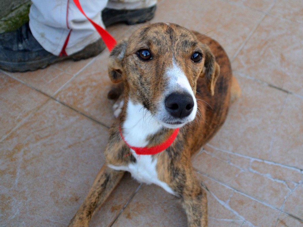 Whippet mix à l'adoption "Maria" Scooby France Adoptée DSC_0519