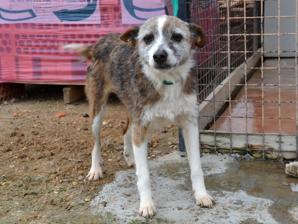 Rosie podenco melange à l'adoption "Scooby France"  Adoptée  DSC_0555_2