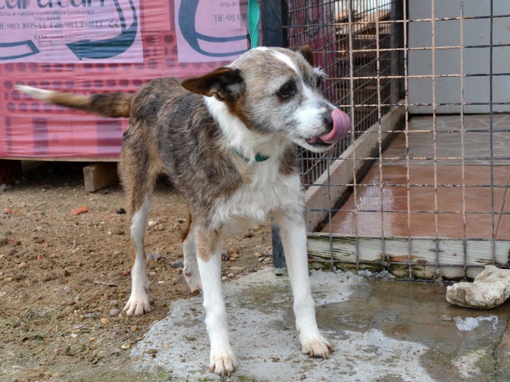 Rosie podenco melange à l'adoption "Scooby France"  Adoptée  DSC_0557_0