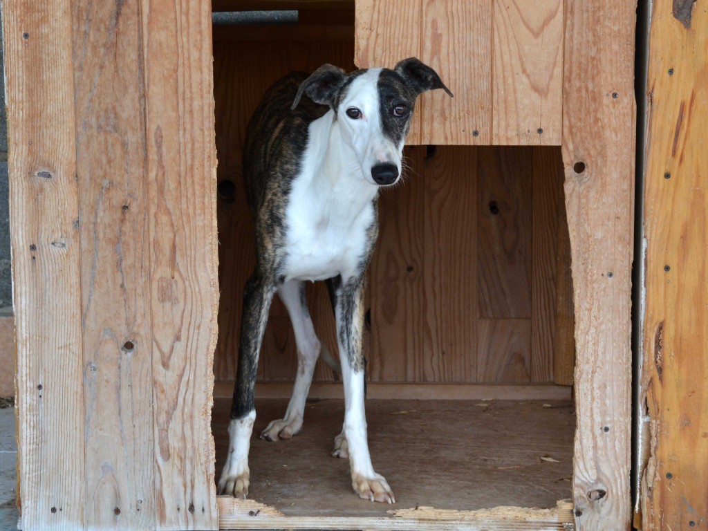 Hispano galgos à l'adoption Scooby France Adopté  DSC_0635_0