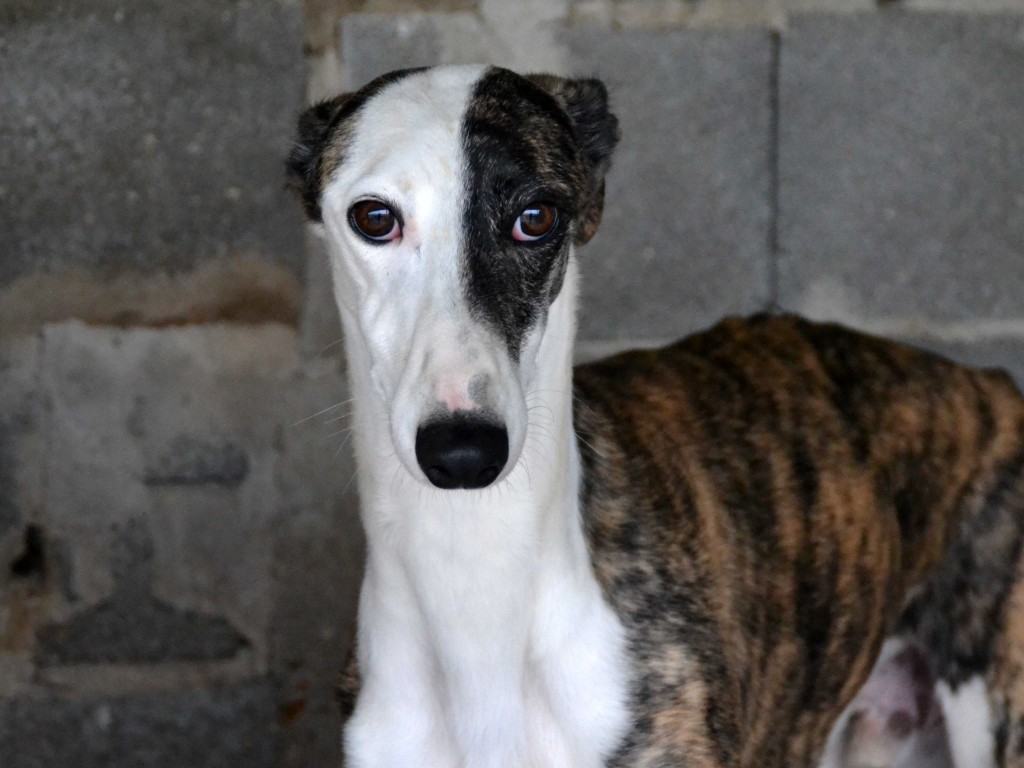 Hispano galgos à l'adoption Scooby France Adopté  DSC_0712_1