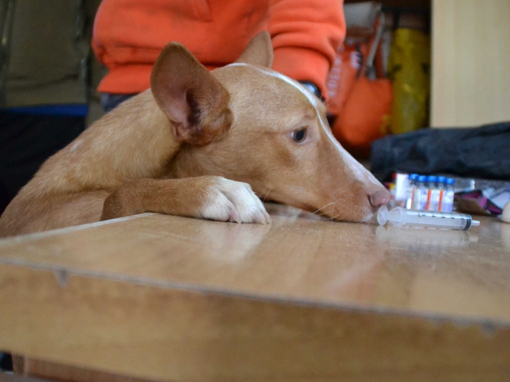 Joda podenca à l'adoption Scooby France Adoptée  DSC_1092