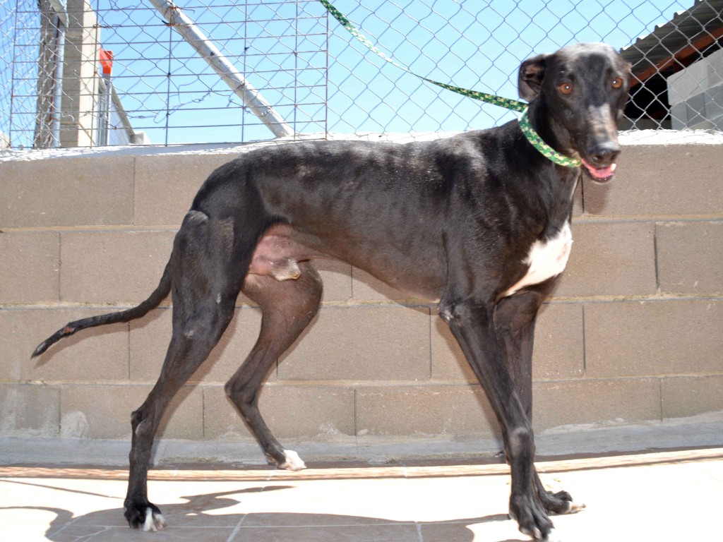 Francisco doux galgos à l'adoption  psitif leichmaniose Scooby France  Adopté  FRANCISCO