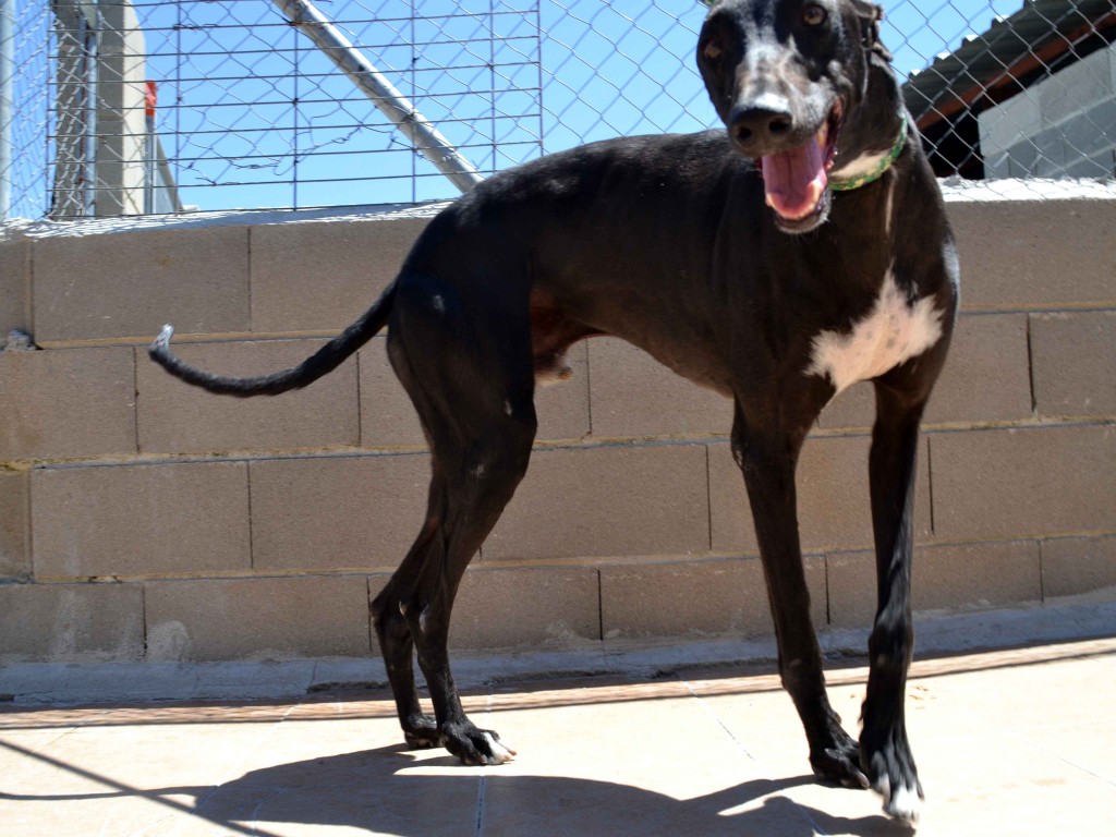 Francisco doux galgos à l'adoption  psitif leichmaniose Scooby France  Adopté  FRANCISCO1