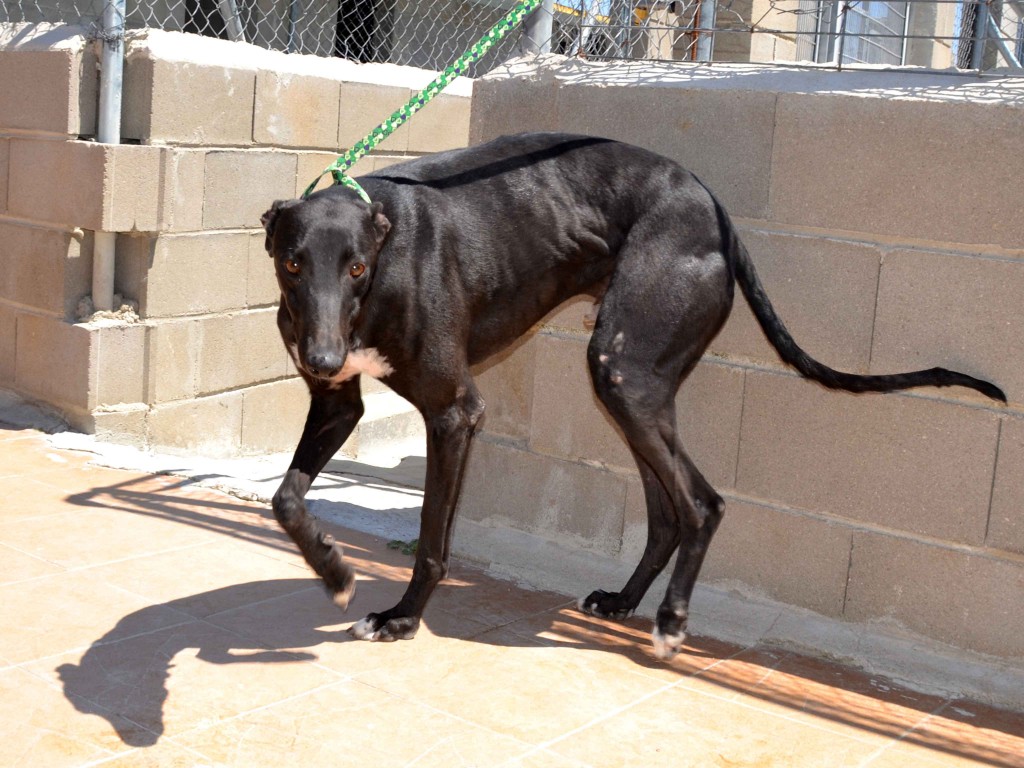 Francisco doux galgos à l'adoption  psitif leichmaniose Scooby France  Adopté  FRANCISCO3