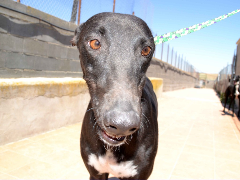 Francisco doux galgos à l'adoption  psitif leichmaniose Scooby France  Adopté  FRANCISCO4