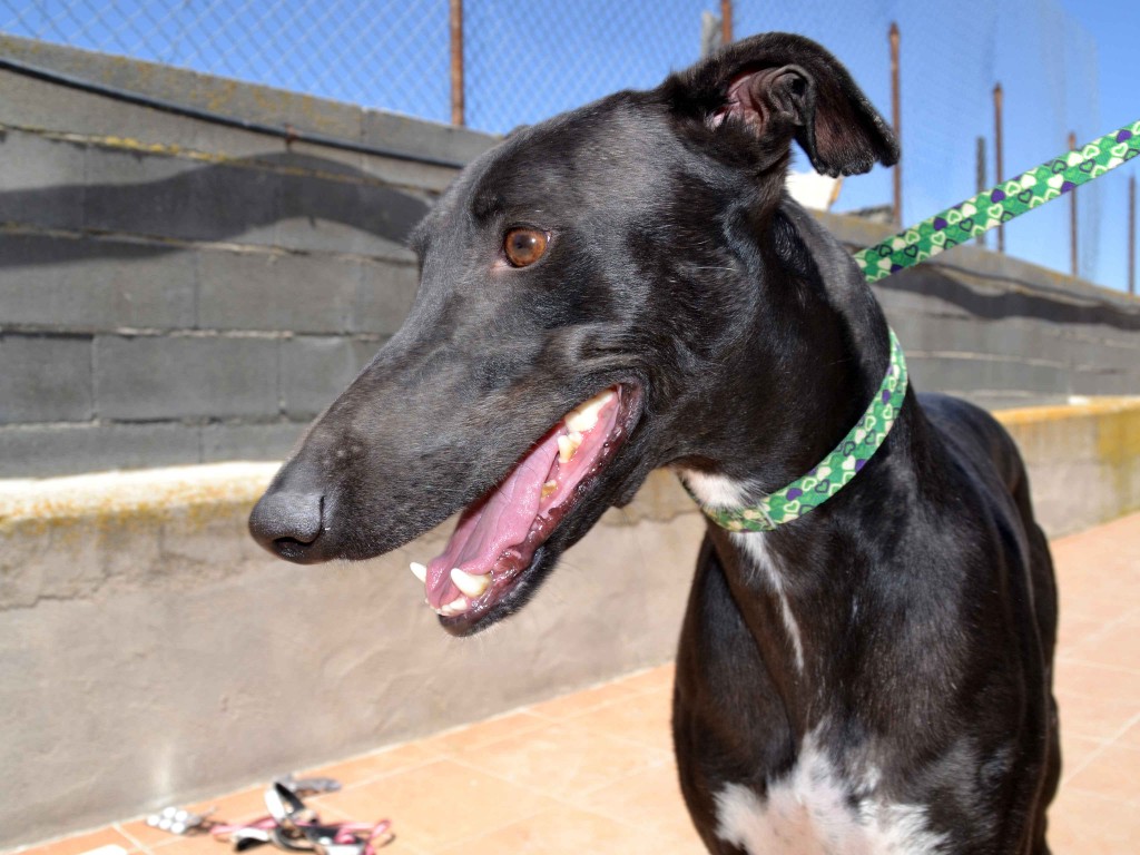 Francisco doux galgos à l'adoption  psitif leichmaniose Scooby France  Adopté  FRANCISCO5