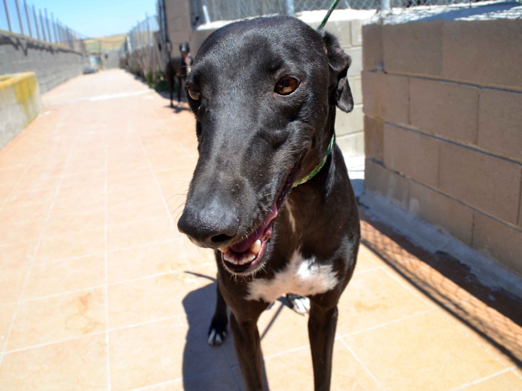 Francisco doux galgos à l'adoption  psitif leichmaniose Scooby France  Adopté  FRANCISCO8