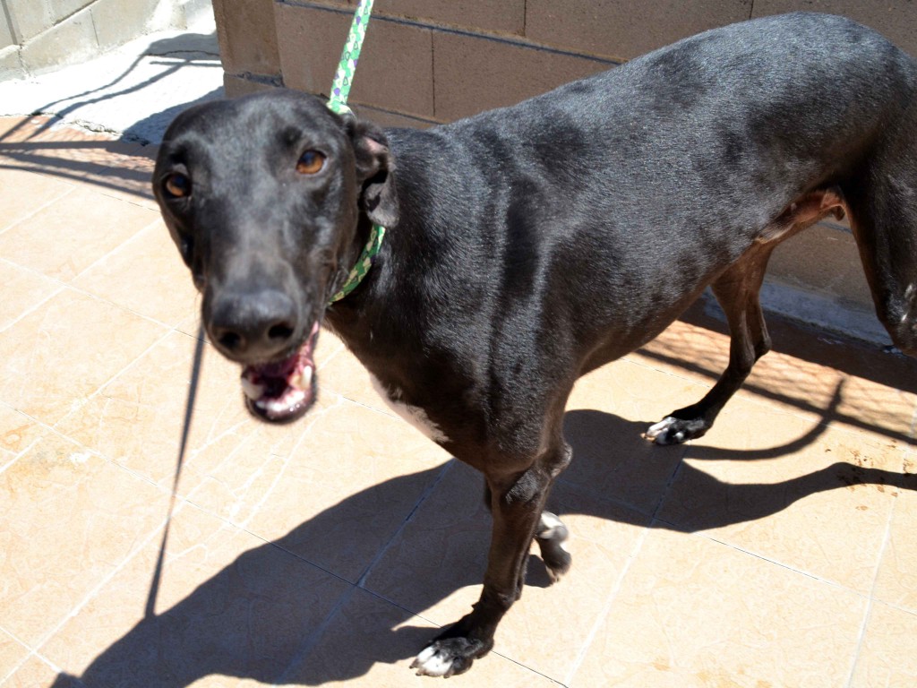 Francisco doux galgos à l'adoption  psitif leichmaniose Scooby France  Adopté  FRANCISCO9