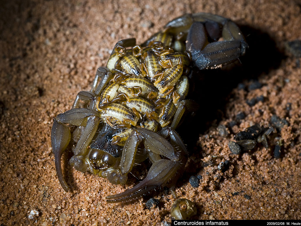 Centruroides infamatus, Hottentotta trilineatus 5_centruroides_infamatus_003