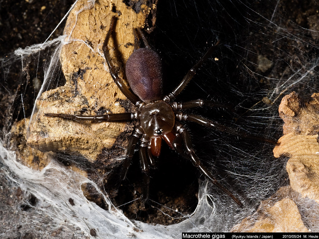 Macrothele gigas Macrothele_gigas_002