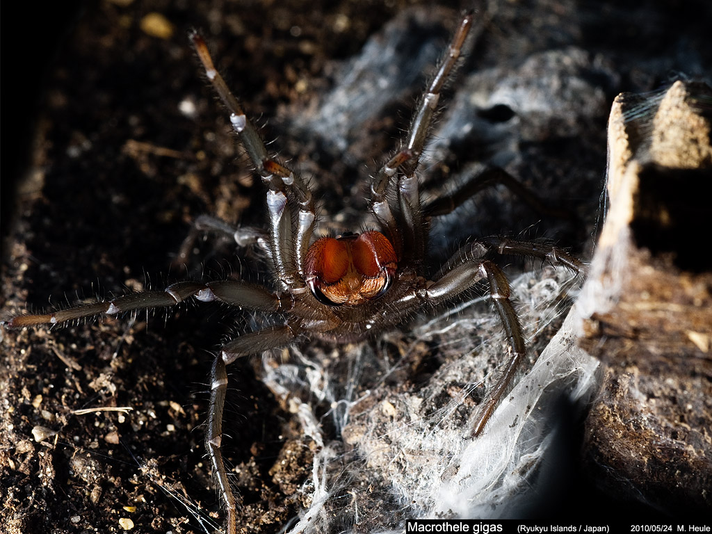 Macrothele gigas Macrothele_gigas_009