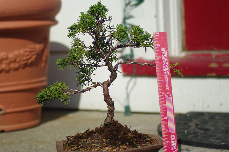 please help ID my new & only Bonsai 536981146_ZTgT2-L