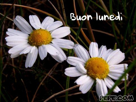 buongiorno - Pagina 2 Buon_lunedi_0