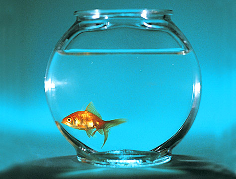 SCP-634 - Forgetful Goldfish/健忘金鱼 Goldfish