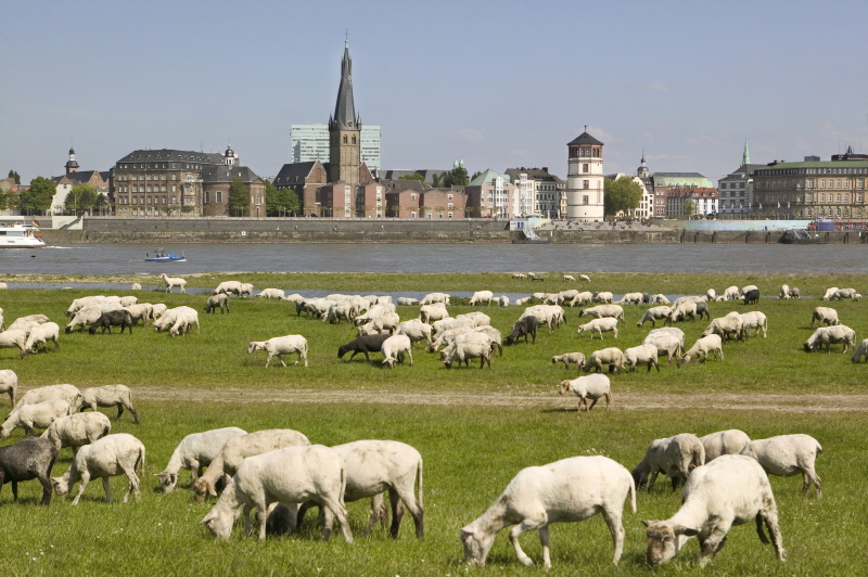 Nemačka - Page 18 Germany-Dusseldorf-Rhine_River-thinkstockphotos.com-F1onlinec0178a0c3d8e48d3