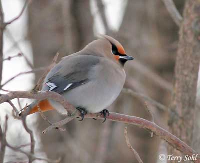 مكتبة الحيوانات  Bohemian_waxwing