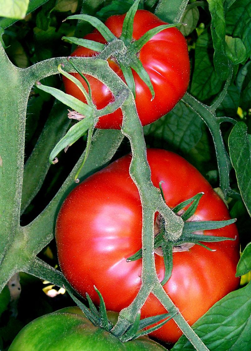 تصنيع مضادات حيوية من الطين Tomato