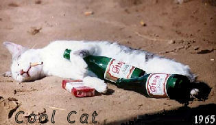 قطط .. ظريفه Drunkcat