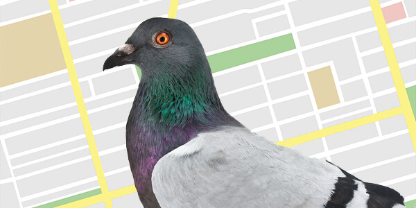 Google Pigeon thuật toán chim bồ câu và những điều cần biết Maps-pigeon-600