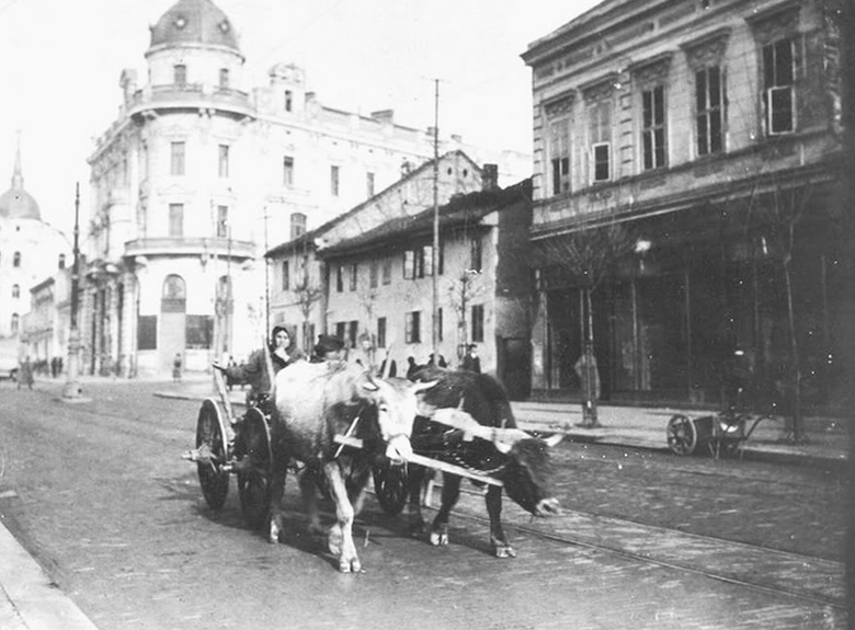 Slike starog Beograda - Page 6 Volovi-u-Kralja-Milana