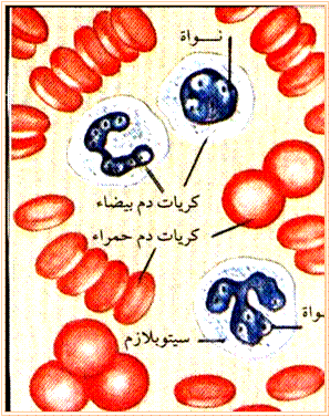 بحث صغير في الدورة الدموية عند الانسان Blood1