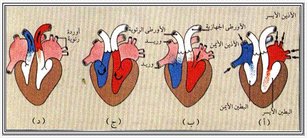 بحث صغير في الدورة الدموية عند الانسان Cvs6