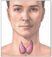 أمراض الغدد الصم Endocrine disorders Thyr-gland2